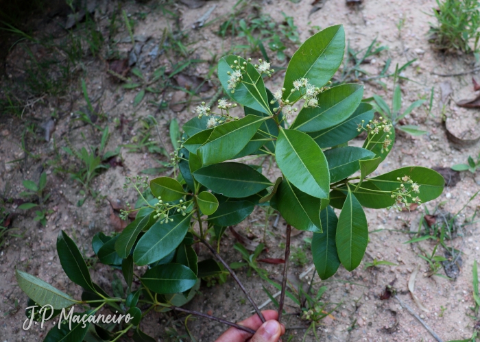 Pimenta pseudocaryophyllus