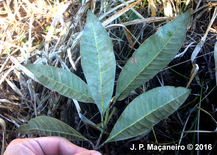 Pimenta pseudocaryophyllus