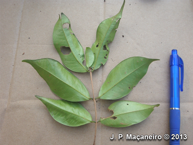 Plinia pseudodichasiantha