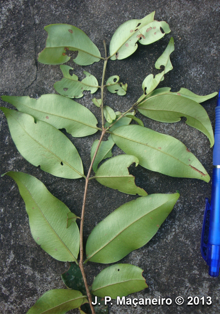 Plinia pseudodichasiantha