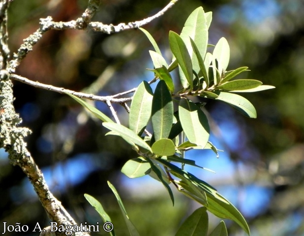 Myrcia oblongata