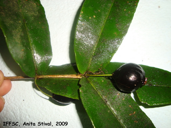 Plinia cordifolia