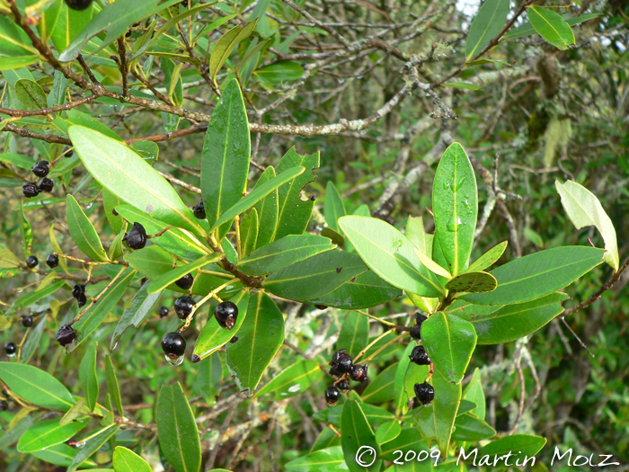 Myrcia oblongata