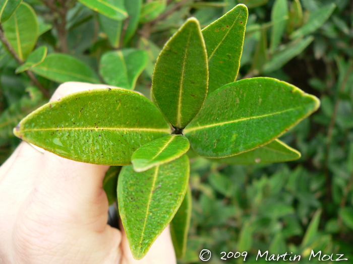 Myrcia oblongata