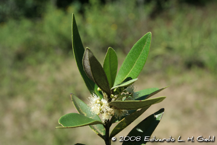 Myrcia oblongata