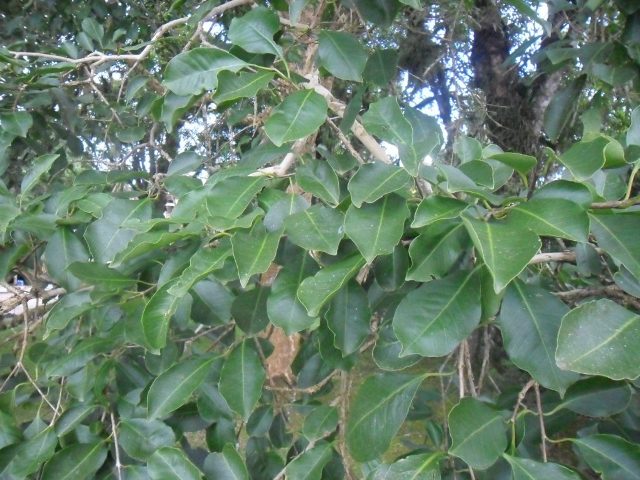 Psidium longipetiolatum