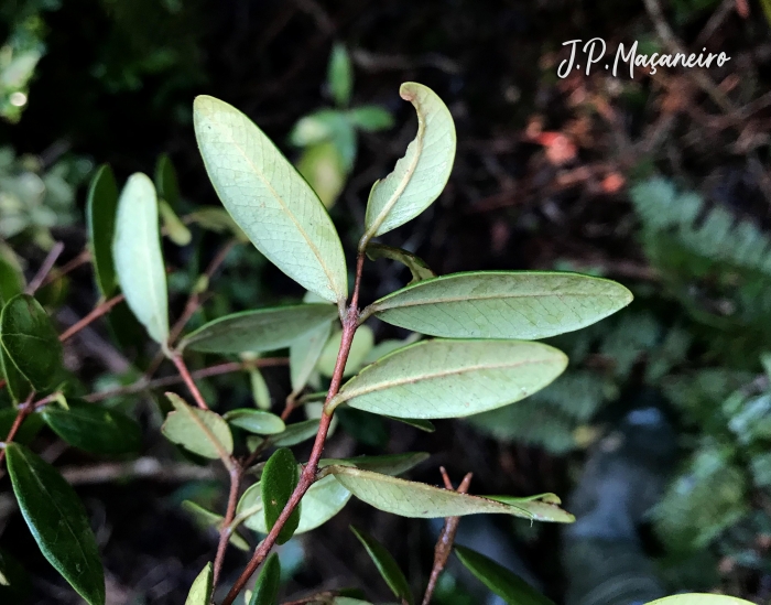 Myrcia palustris