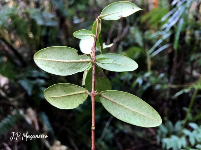 Myrcia palustris