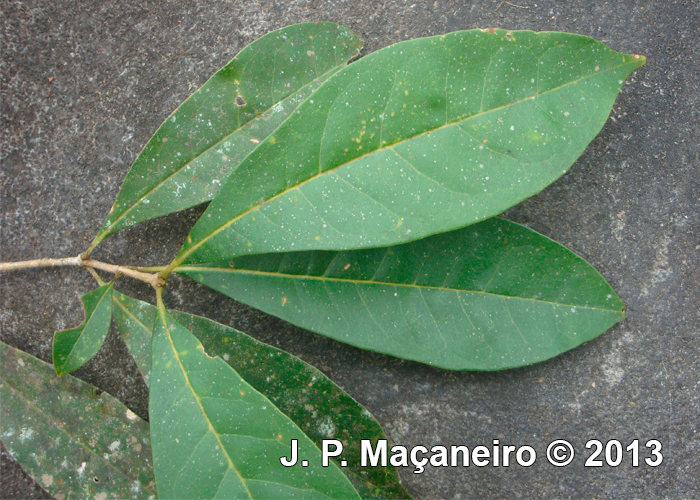 Chionanthus filiformis