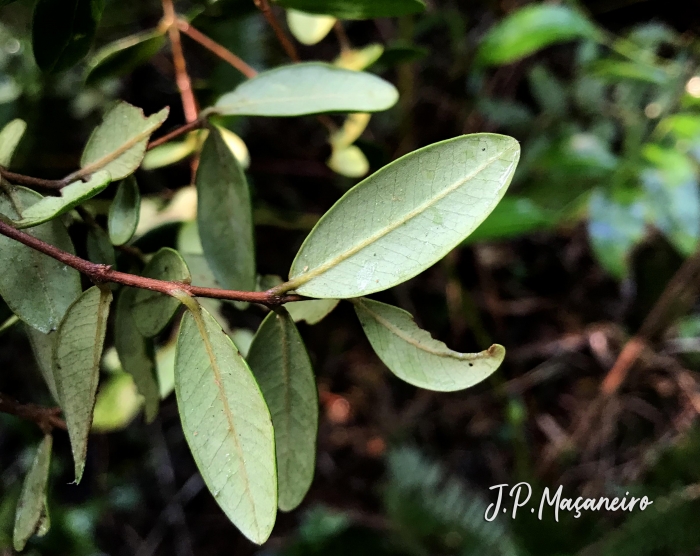 Myrcia palustris