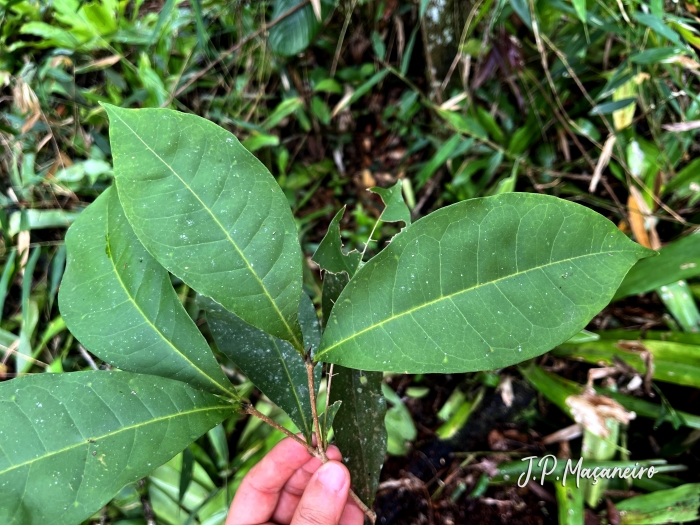 Chionanthus filiformis