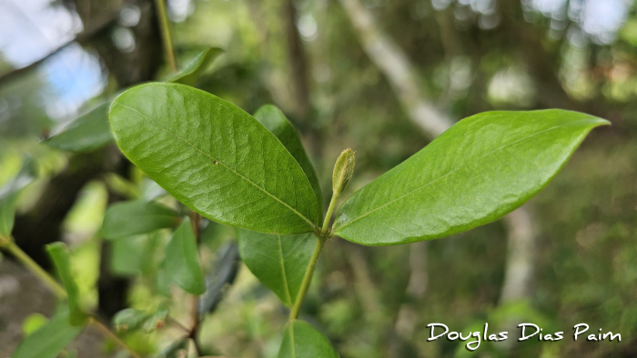 Myrcia palustris