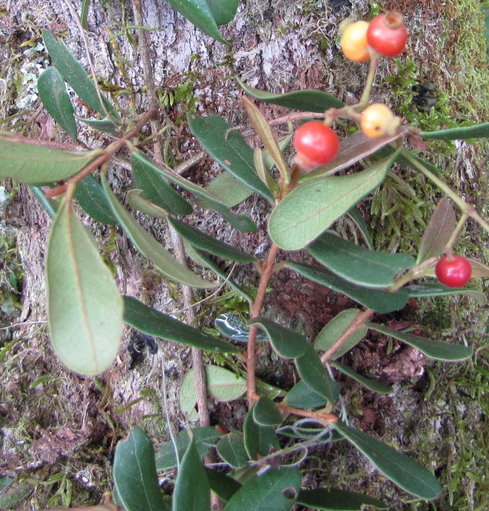 Myrcia palustris