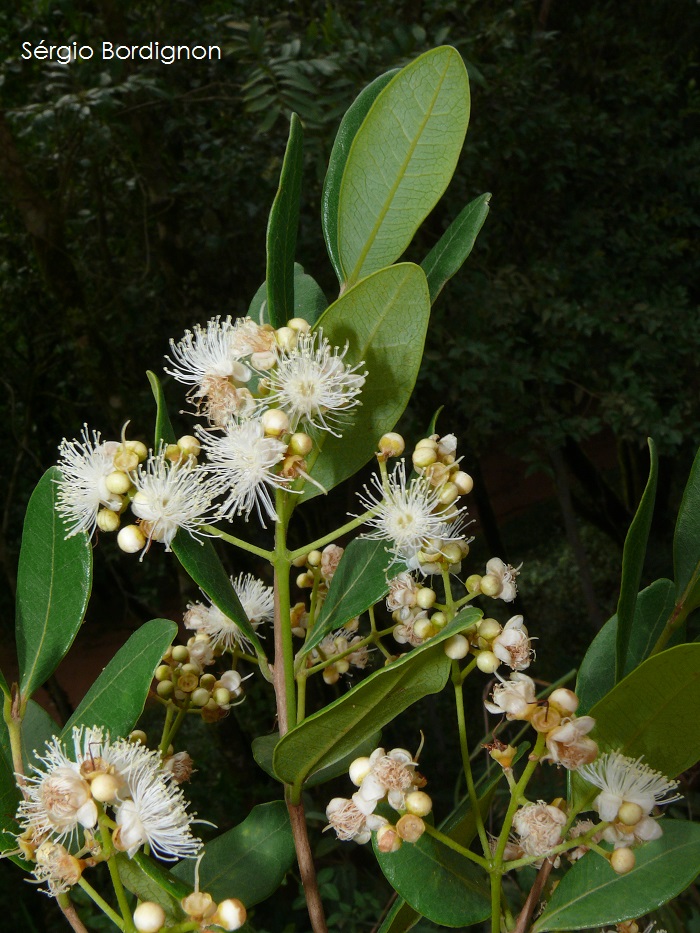 Myrcia palustris