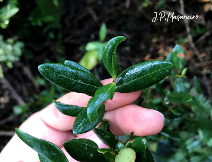 Myrcia palustris