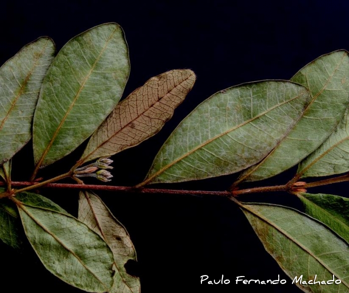 Myrcia palustris