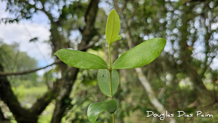 Myrcia palustris