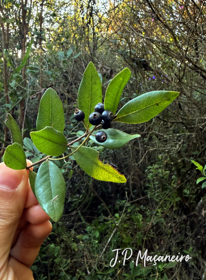 Myrcia palustris