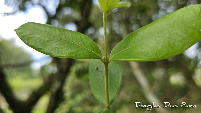 Myrcia palustris