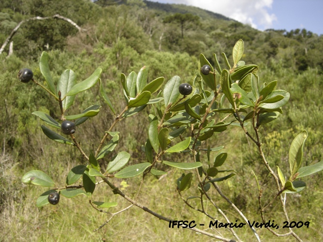 Myrcia palustris