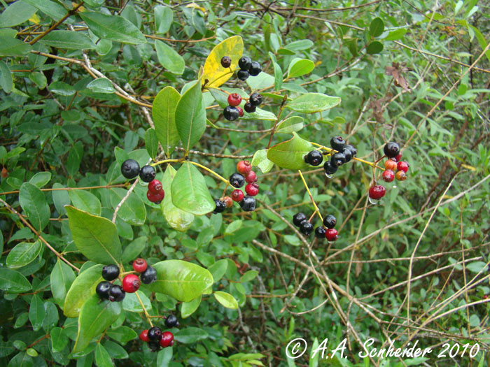 Myrcia palustris