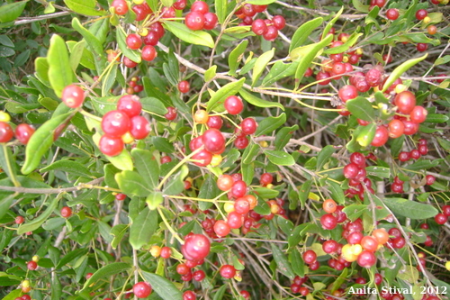 Myrcia palustris