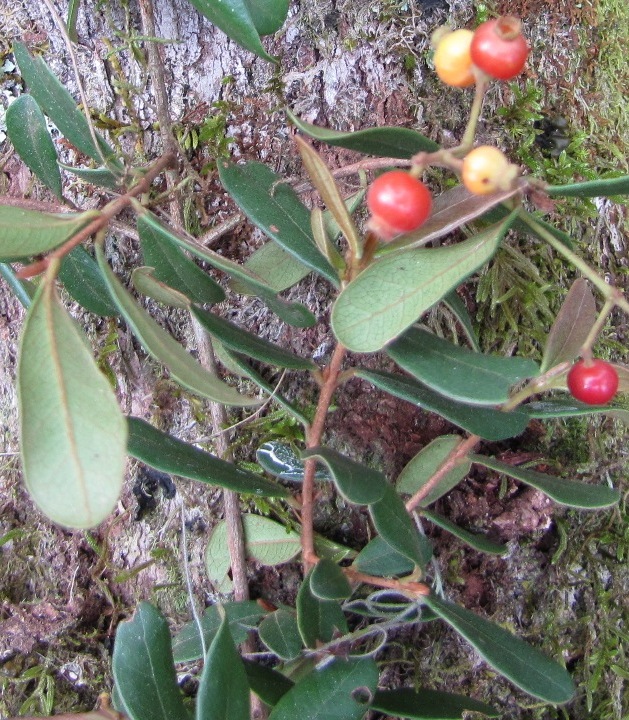 Myrcia palustris