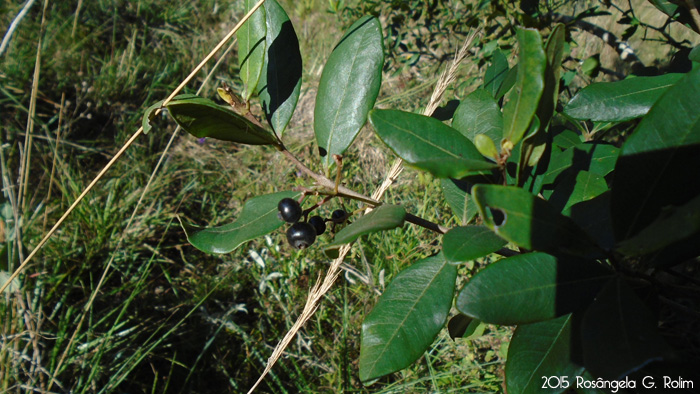 Myrcia palustris