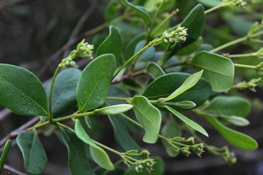 Myrcia palustris