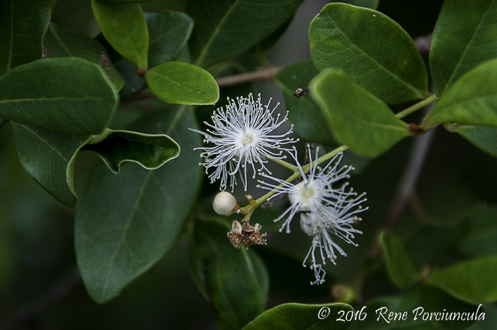 Myrcia palustris