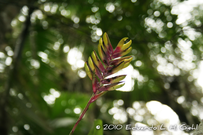 Vriesea carinata