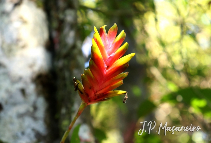 Vriesea carinata