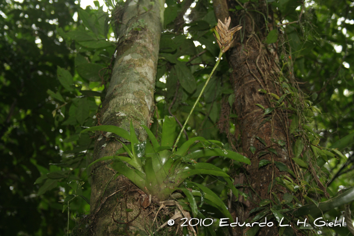 Vriesea carinata