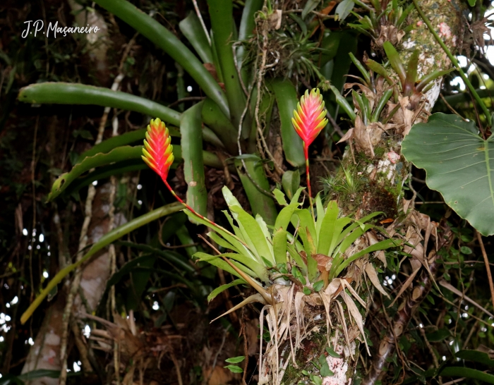 Vriesea carinata