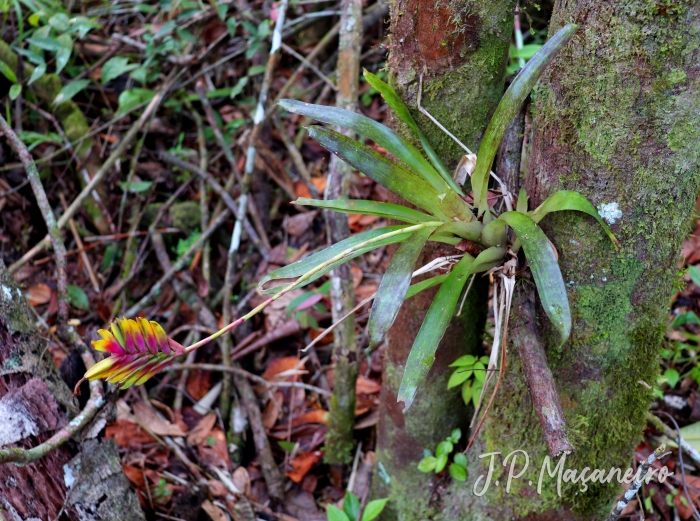 Vriesea carinata