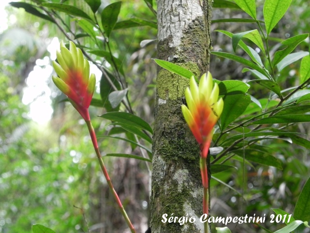 Vriesea carinata