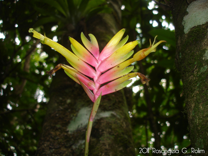 Vriesea carinata