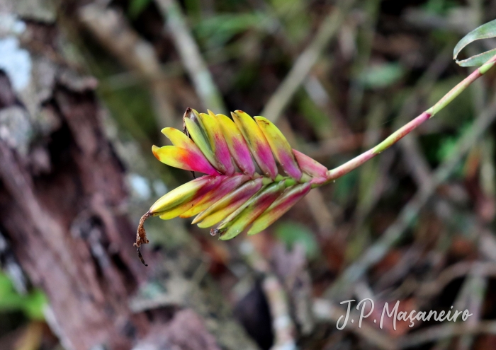 Vriesea carinata