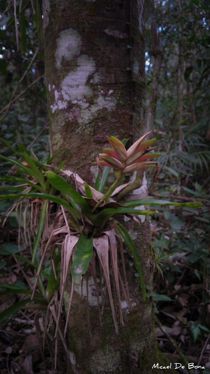 Vriesea carinata