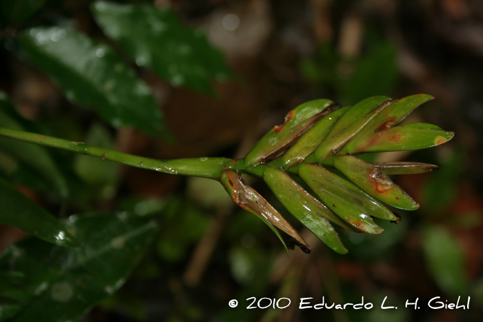 Vriesea carinata