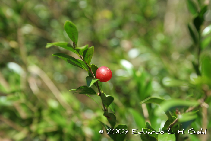 Myrciaria tenella