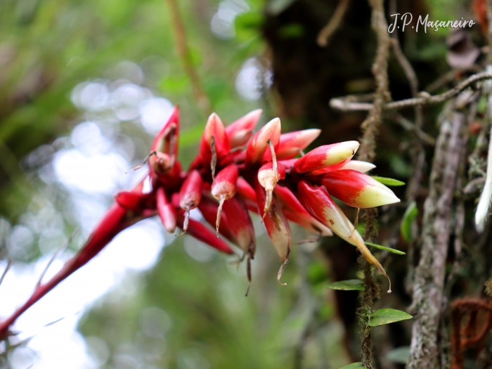 Vriesea flammea