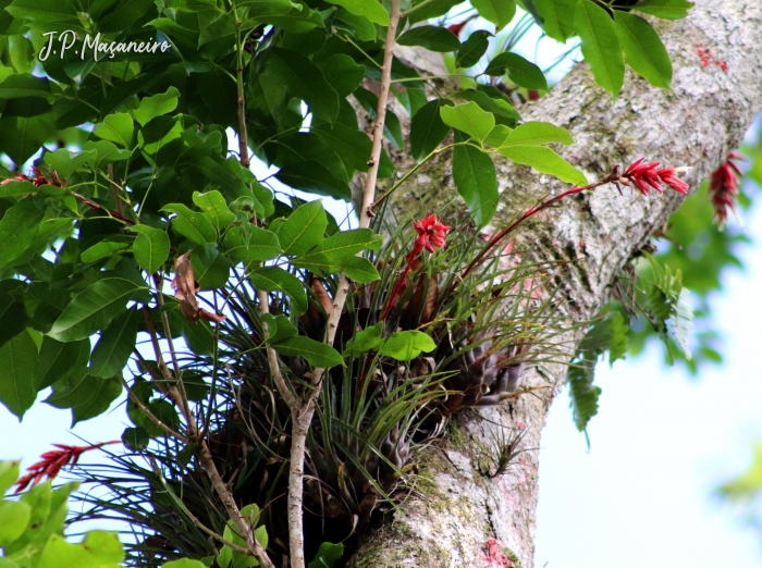 Vriesea flammea