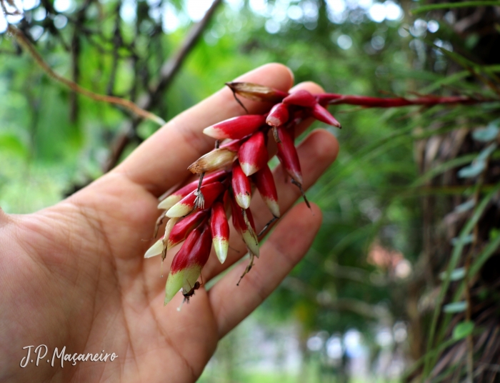 Vriesea flammea