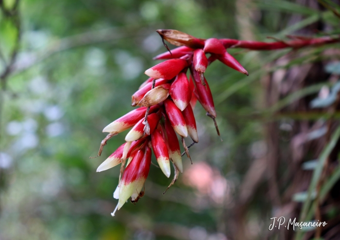 Vriesea flammea