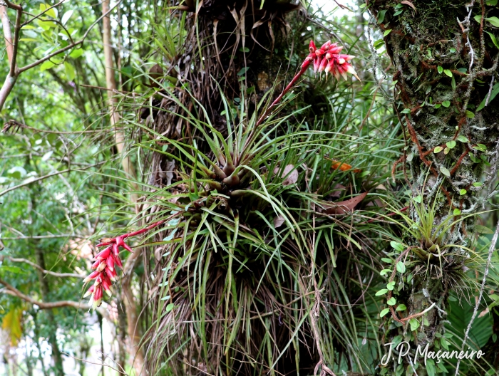 Vriesea flammea