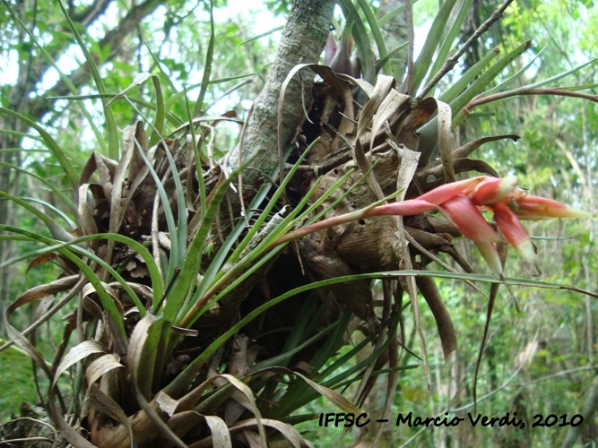 Vriesea flammea