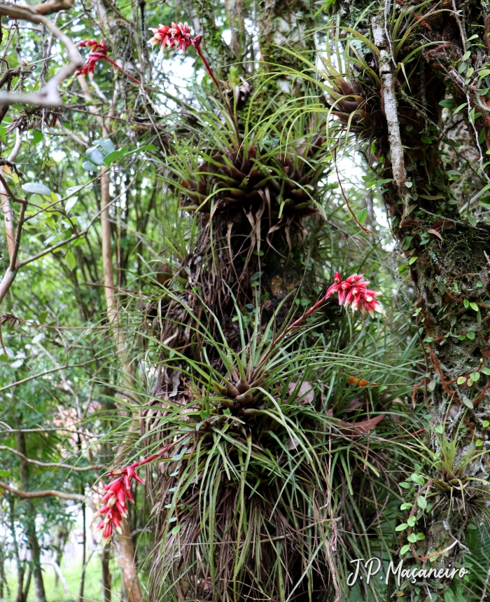 Vriesea flammea