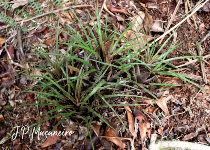 Vriesea flammea