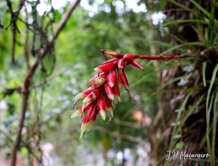 Vriesea flammea